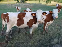 Vaca, Montbéliarde — foto 6