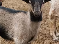 Cabro, Cabras — foto 5