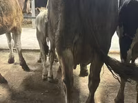 Cow, Ukrainian Brown Dairy Cattle — photo 4