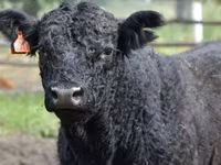 गाय, Simmental cattle — फ़ोटो 7