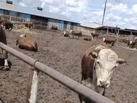 公牛, Kazakh White-headed cow — 照片 2