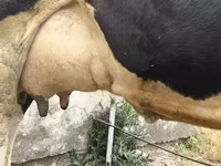Vaca, Russian Black pied cattle — foto 7