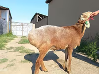 Хуц, Agin sheep — 4 зураг