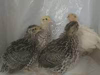 Quails — 1 зураг