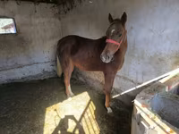 Адуу, Thoroughbred horse — 5 зураг