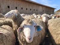 Ram, Dorset horn sheep — photo 5