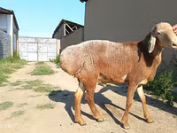 Хуц, Agin sheep — 5 зураг