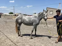 घोड़ी, Orlov Trotter — फ़ोटो 2