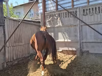 घोड़ा, Arabian horse — फ़ोटो 5