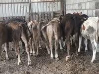 公牛, Aberdeen-Angus — 照片 1