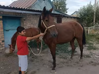 Mare, Thoroughbred horse — photo 7