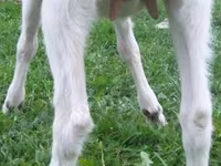Cabro, Cabras — foto 2