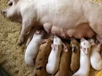 Premixuri pentru păsări şi animale / Премиксы для птиц и животных — 照片 5