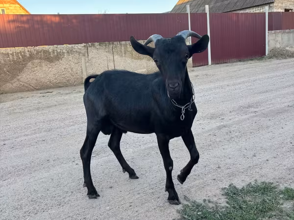 公山羊, Murcia-Granada goats
