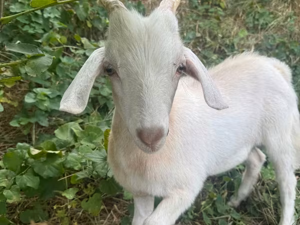 Cabro, Cabras