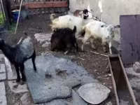 Cabra, Cabras — foto 3