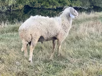 Хуц, Karakul sheep — 3 зураг