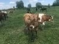 Vaca, Raza Holstein — foto 2