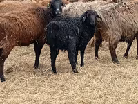كبش, Edilbay sheep — الصورة 5