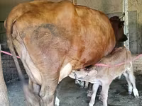 Үнээ, Red Estonian cattle — 5 зураг