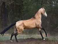 Hengst, Akhal-Teke — Foto 2