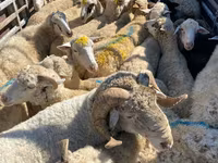 Sheep, Sheep — photo 1