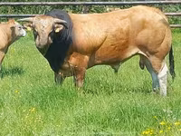 Бух, Partenaise cattle — 4 зураг