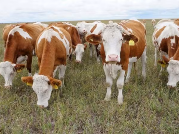 ثور, Simmental cattle