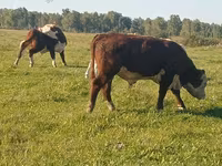Бух, Yaroslavl cattle — 4 зураг