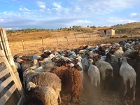 Sheep, Sheep — photo 1