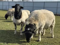 Oveja, Dorper sheep — foto 1