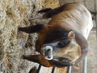 Бух, Partenaise cattle — 1 зураг