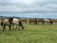 घोड़ा, Arabian horse — फ़ोटो 3
