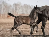 घोड़ा, Trakehner — फ़ोटो 2
