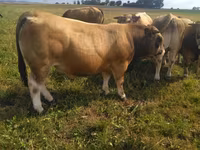 Бух, Aubrac cattle — 5 зураг