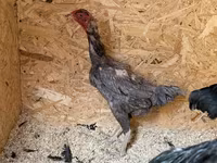 Chickens — الصورة 8