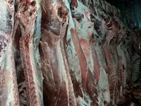 Cow, Cattle — photo 2