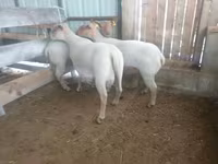 نعجة, Baerchuke sheep — الصورة 1