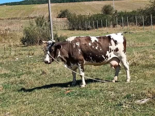 Cow, Cattle