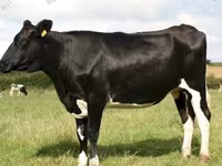 بقرة, Russian Black pied cattle — الصورة 3