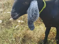 बकरी, Nubian Goat — फ़ोटो 5