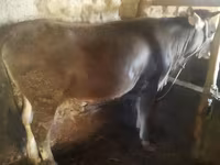 सांड, मवेशी — फ़ोटो 2