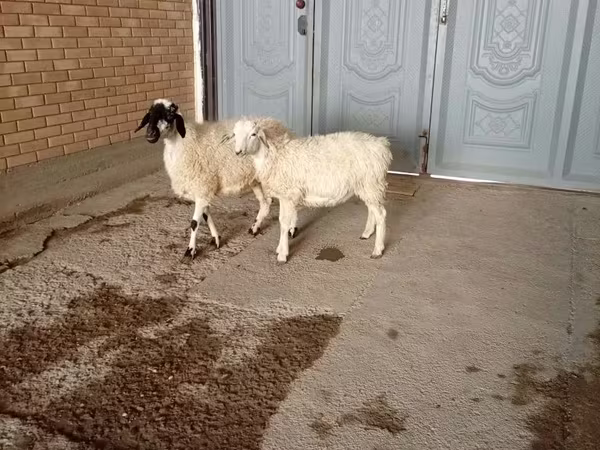Cabro, Cabras