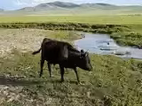 ثور, الماشية — الصورة 5