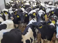 ثور, الماشية — الصورة 3