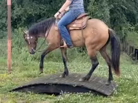 Mare, Quarter Horse — photo 8