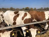 Cow, Red-spotted breed — photo 3