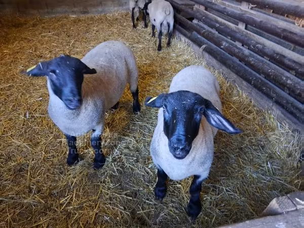 Хонь, White Suffolk sheep