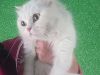 Cow, Highland — photo 1
