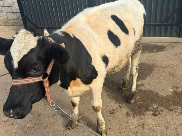 Cow, Cattle